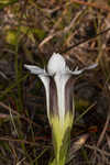 Wiregrass gentian